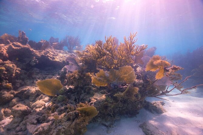 Snorkel Key Largo on Our COMBO Boat With Snorkeling Gear INCLUDED - Negative Reviews