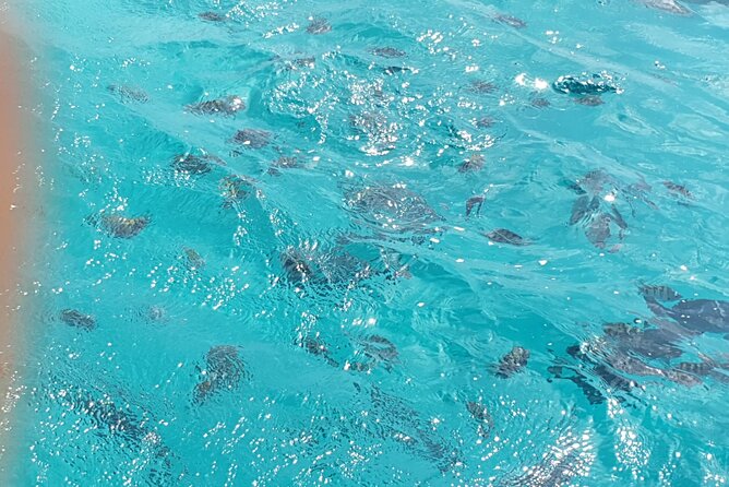Snorkel Marathon - Common Questions