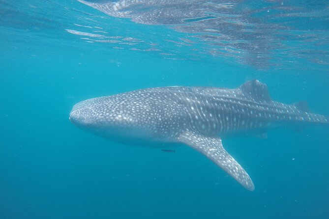Snorkel Tour With Whale Shark in La Paz - Additional Information