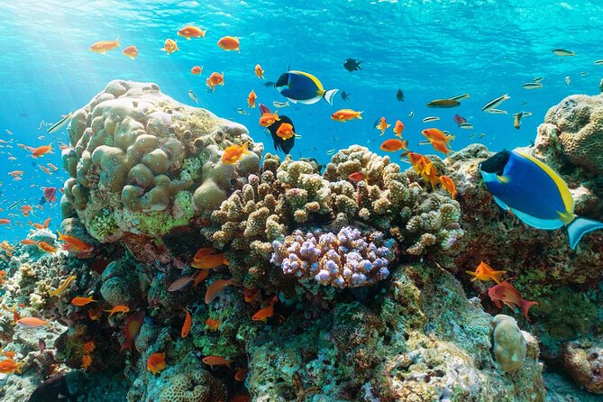 Snorkeling - Fishing – BBQ at Mini Beach Nha Trang Tour - Common Questions
