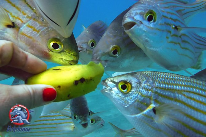 Snorkeling From Boat & Visiting Puerto De Mogan - End Point
