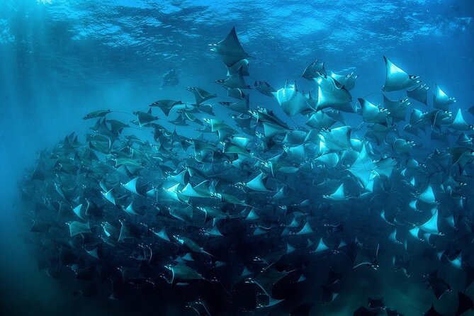 Snorkeling Open Ocean Wildlife Safari in Los Cabos With Photos Included - Dedicated Customer Support