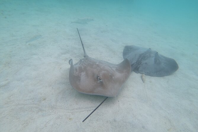 Snorkeling Picnic in 5 Hours With Lunch in Tahiti - Directions