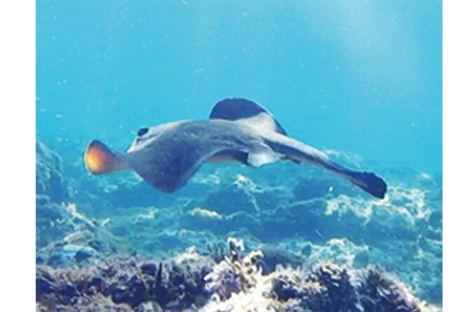 Snorkeling San Carlos With a Marine Biologist - Meeting and Pickup Details