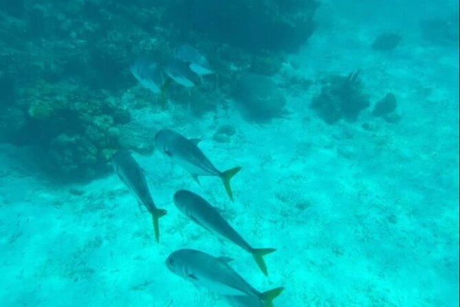 Snorkeling With Sea Scooters and Sea Adventure - Traveler Photos