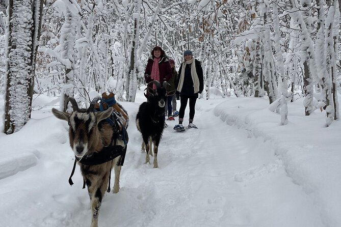 Snowshoeing With Mountain Goats Private Activity - Meeting and Pickup Details