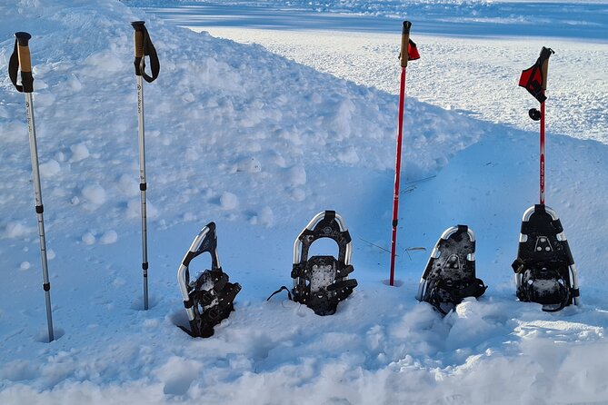 Snowshoes Hike in Lofoten - Experience the Native Flora and Fauna