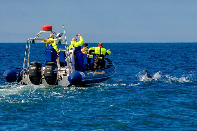 Speedboat Whale Watching in Reykjavík Iceland - Small Group - Cancellation Policy
