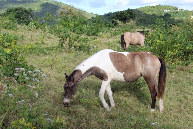 St. Croix Horseback Ride  - St Croix - Cancellation Policy and Reviews