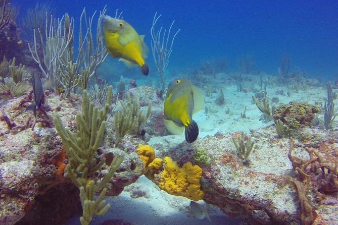 St Maarten Discover Scuba - Positive Feedback on Location and Amenities