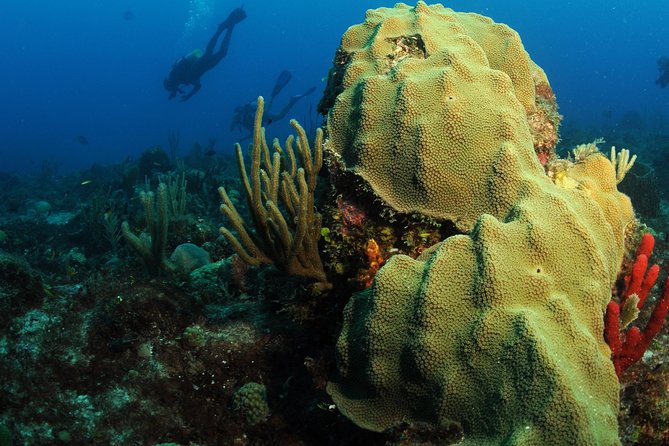 St Maarten Scuba Diving for Certified Divers - Traveler Reviews and Photos