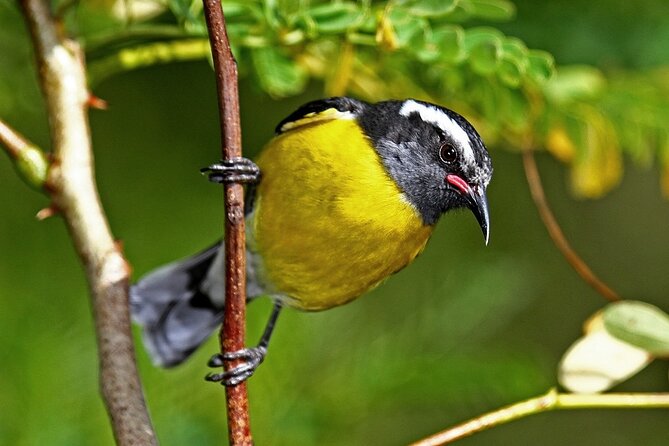 St.Martin - St.Maarten: Small Group, Birding Tour / Bird Watching Tour - Recording Sightings