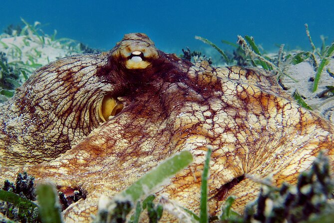 St Thomas Kayak and Sea Turtle Snorkel Excursion - Additional Information