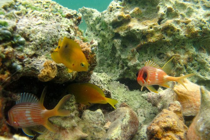 St Thomas Mangrove Lagoon Kayak and Snorkel Tour in the US Virgin Islands - Additional Information About the Tour