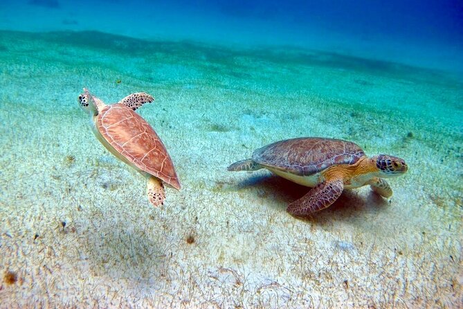 St Thomas Small-Group Half-Day Snorkel Tour - Cancellation and Refund Policy