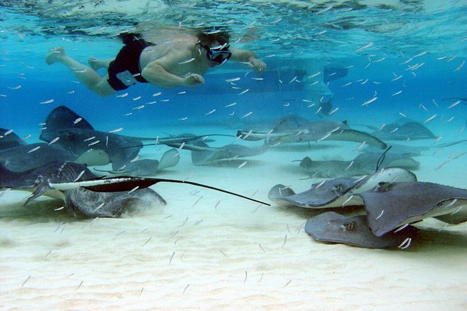 Starfish Point, Stingray City and Coral Garden (3-Stop Adventure) - Cancellation Policy and Viator Help Center
