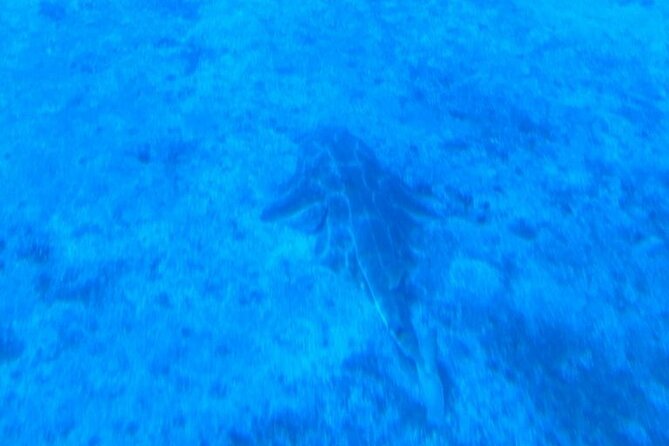 Submarine Tour Tenerife: a 1 Hour Underwater Experience - Reviews