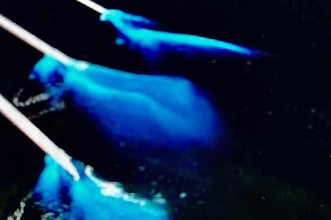 Sunset Bioluminescent Comb Jelly & Dolphin Tour - Cancellation Policy