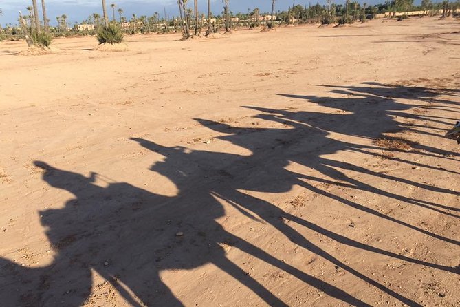 Sunset Camel Ride in the Palm Grove of Marrakech - Capture Stunning Sunset Photos