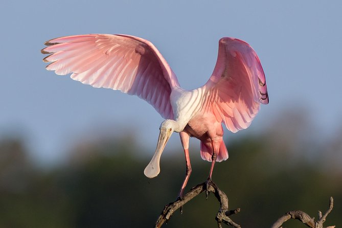 Sunset Private Boat Trip in Naples FL With Secluded Island Stop With Your Dog - Common Questions