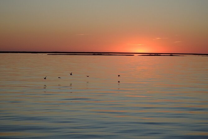 Sunset Tour Ria Formosa - From Faro - Scenic Spots and Wildlife