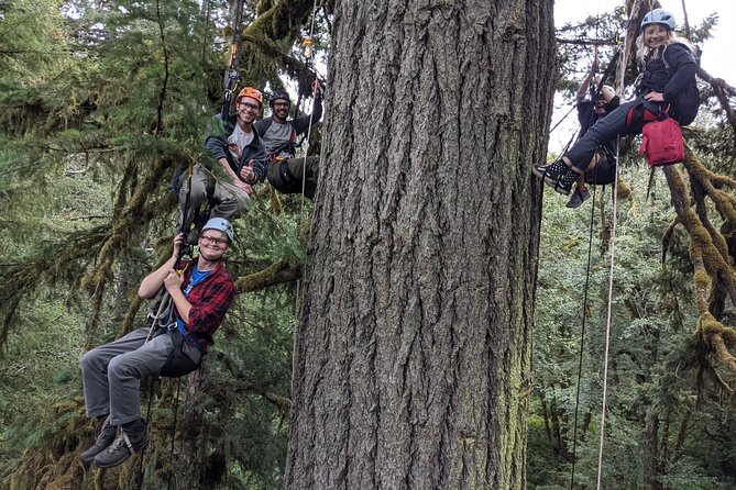 Sunset Tree Climb at Silver Falls State Park - Breathtaking Views From the Canopy