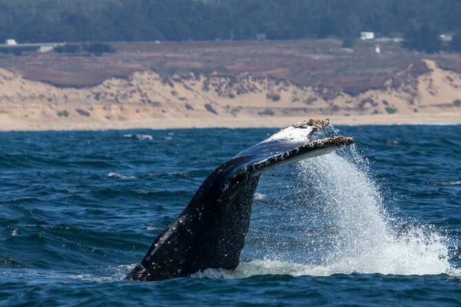 Sunset Whale Watch Tour in Monterey - Cancellation Policy