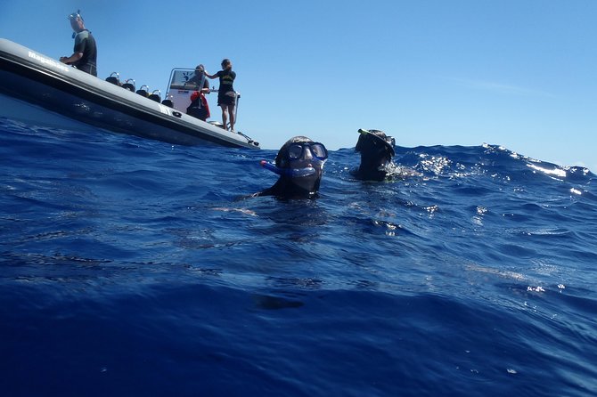 Swim With Dolphins in the Azores - Swim Requirements and Restrictions