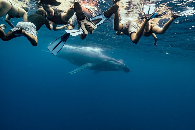 Swim With Humpback Whales - The Sum Up
