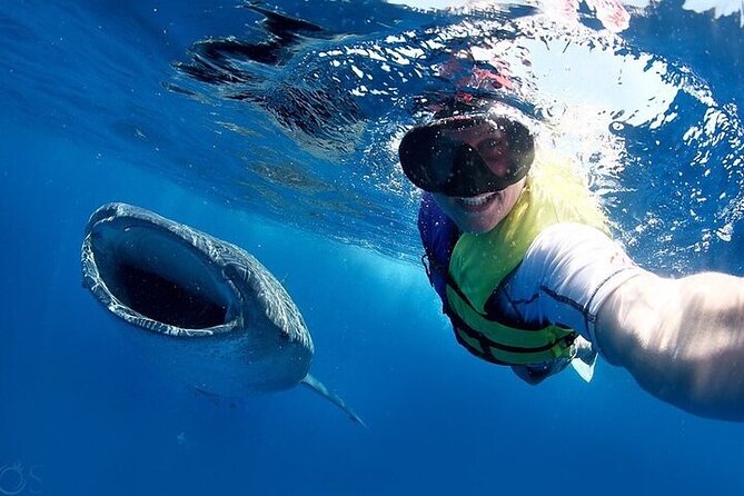 Swim With Whale Shark From La Paz - What to Bring for a Whale Shark Swimming Experience