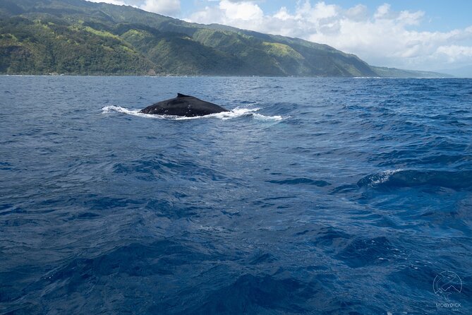 Swim With Whales, on the Preserved and Quiet Coast of Paea and Papara (27km From Ppt) - Good To Know