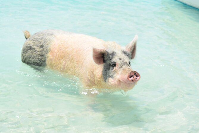 Swimming Pigs & Tour - Morning Excursion With Transportation - Common Questions