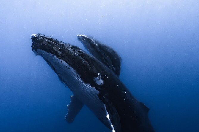 Swimming With Whales in Moorea (Half Day Tour) - Customer Reviews and Feedback