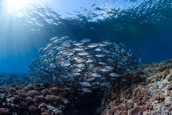 Tahiti 2-tank Certified Scuba Dive - Requirements for Participating in the Dive