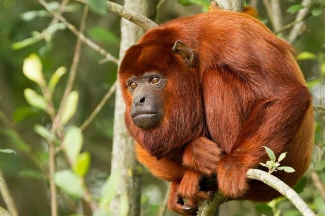 Tambopata (Puerto Maldonado) 4 Days - Booking and Reservation Details