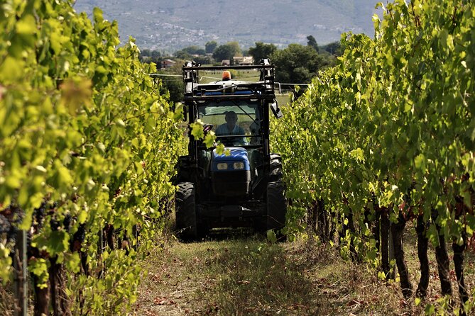 Tasting Selection of 4 Wines in Montefalco - Recommended Food Pairings