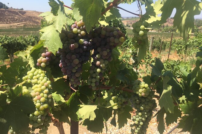 Temecula Wine Tasting PRIVATE Tour - Tour Details