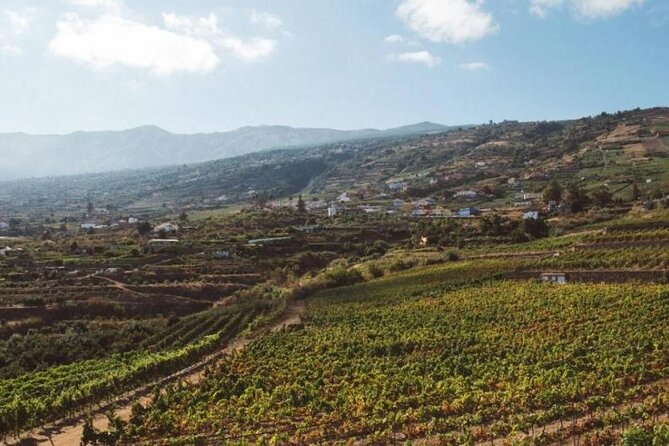 Tenerife North Gastro Wine Tour - Local Vineyards and Wineries
