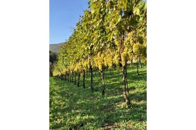 Tenuta San Francesco Wine Tasting - Tour of Tenuta San Francesco Vineyards
