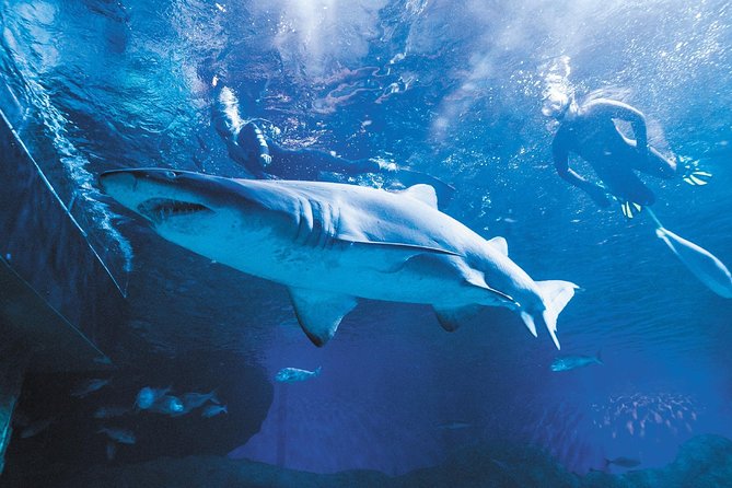 The Aquarium of Western Australia General Admission Ticket  - Perth - Exploring the Underwater Tunnel