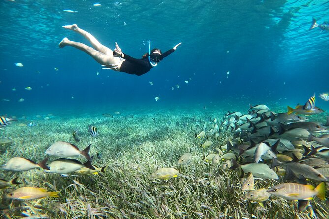 The Cozumel Turtle Sanctuary Snorkel Tour - End Point and Return Options