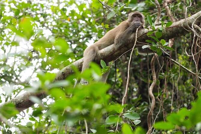 The Little Amazon and Sri Phang Nga Waterfall Full Day Tour From Khao Lak - Questions and Assistance