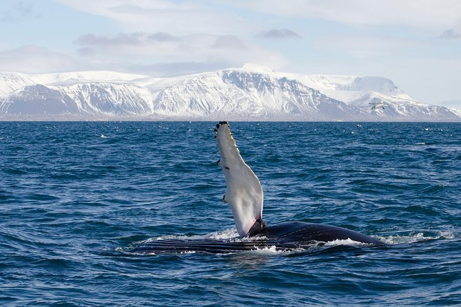 The Original Classic Whale Watching From Reykjavik - Common Questions