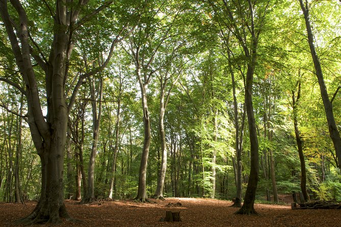 The Secrets of the Woods - Ancient Wisdom Revealed