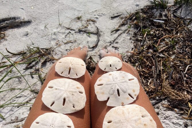 Three Hour Shelling Cruise to Shell Key Preserve From Johns Pass - Traveler Photos