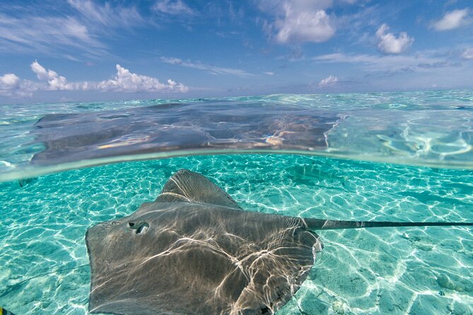 Toa Boat Bora Bora Private Lagoon Tour on Majestic Pontoon Boat - Common Questions