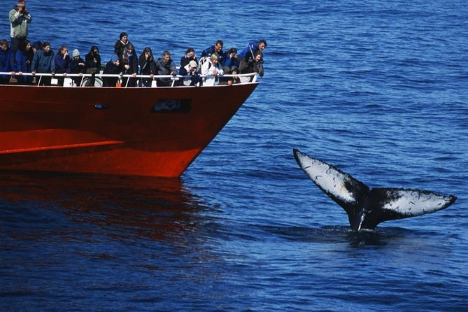 Top-Rated Snorkeling in Silfra & Whale Watching Self-Drive From Reykjavik - Spotting Humpback Whales and Dolphins