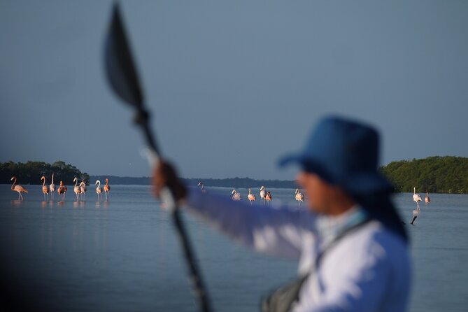 Tour the Mangroves in Kayak by Isla Holbox - Traveler Photos and Inspiration
