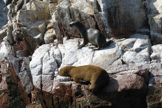 Tour to Ballestas Islands in Paracas - Reservation and Cancellation