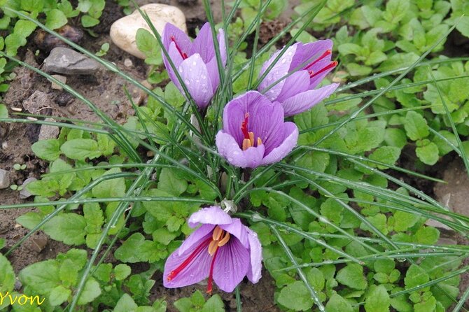 Discover the Culture of Saffron, Taste Saffron and Red Fruit Jams - Saffron in Culinary Traditions